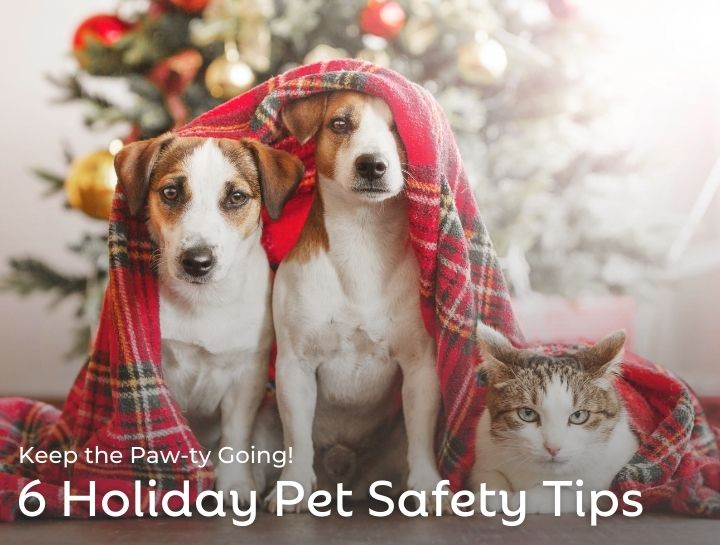 6 Pet Safety Tips for the Holidays: Keep the Paw-ty Going!